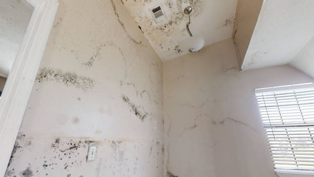 Best Post-Construction Mold Inspection  in Anchorage, KY