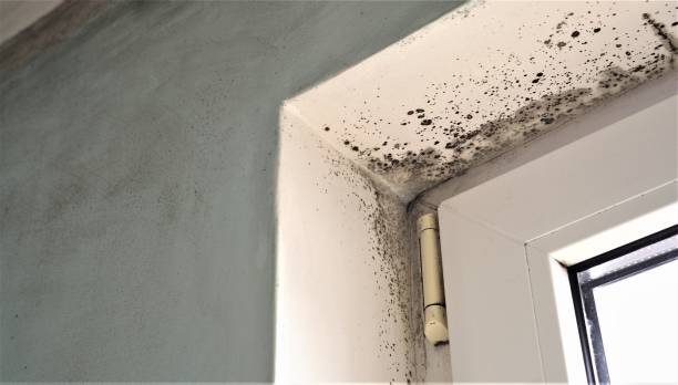 Best Forensic Mold Investigation  in Anchorage, KY