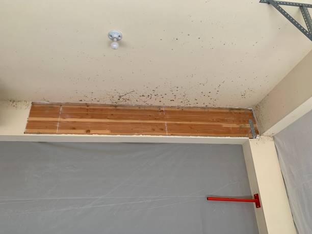 Best HVAC Mold Inspection and Cleaning  in Anchorage, KY