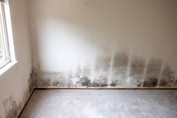 Best Real Estate Mold Inspection  in Anchorage, KY